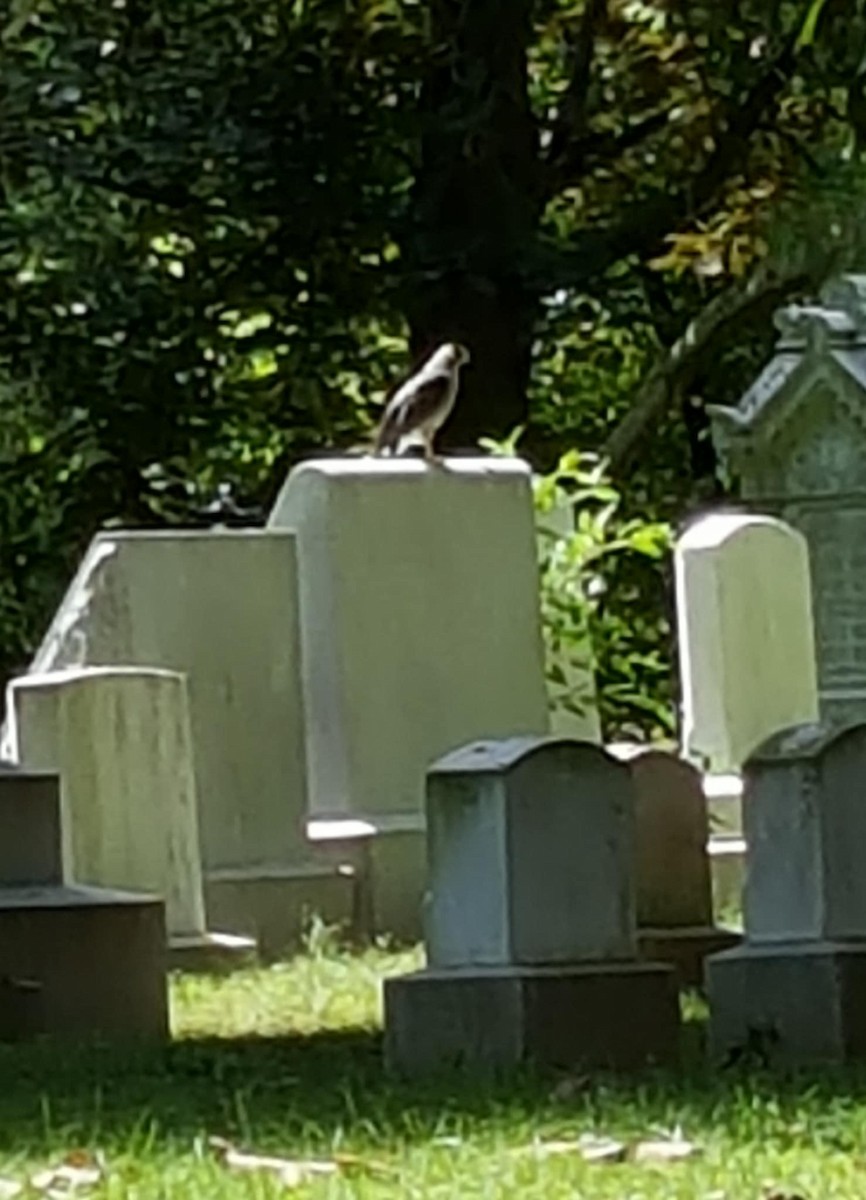 Яструб чорноголовий - ML641640344