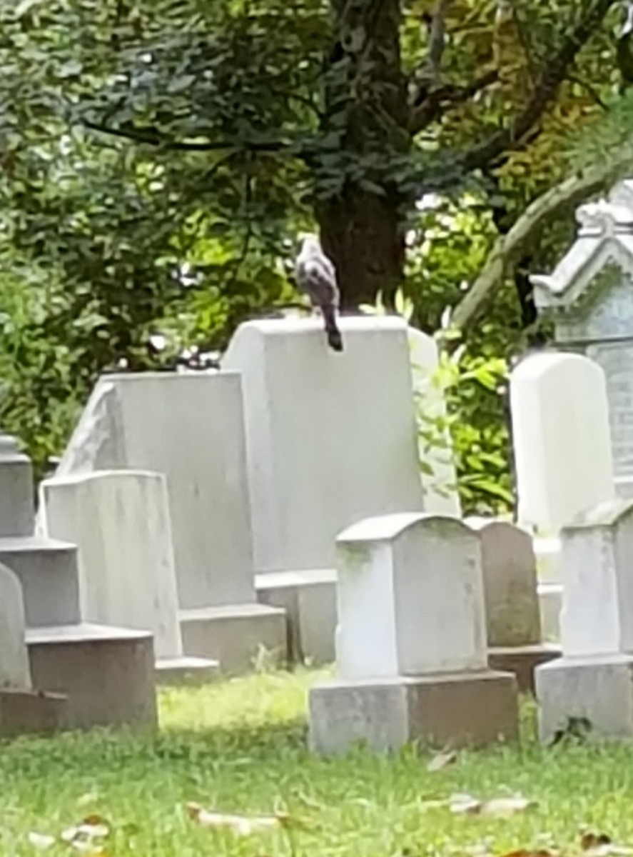 Яструб чорноголовий - ML641640345