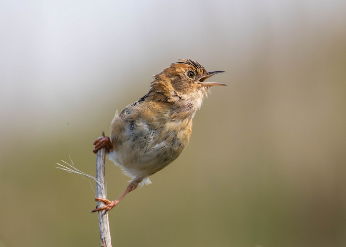 Golden-headed Cisticola - ML641640352