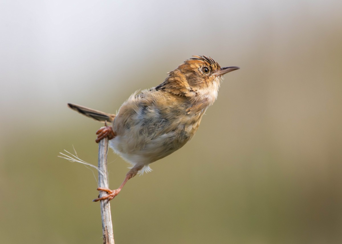 Golden-headed Cisticola - ML641640353