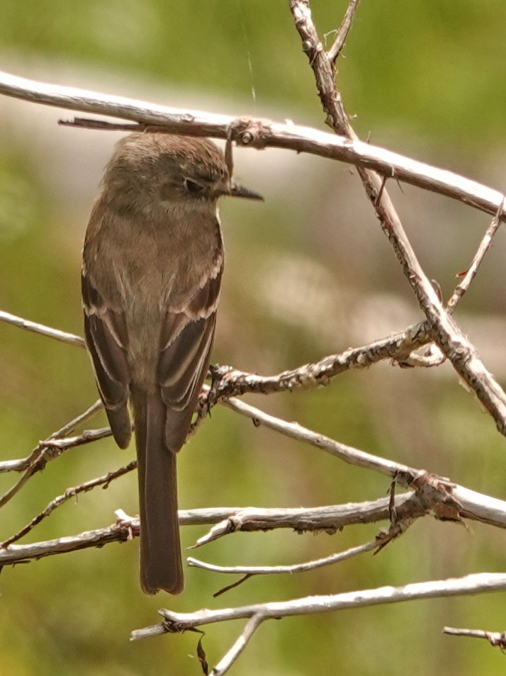 Hammond's/Dusky Flycatcher - ML641640378