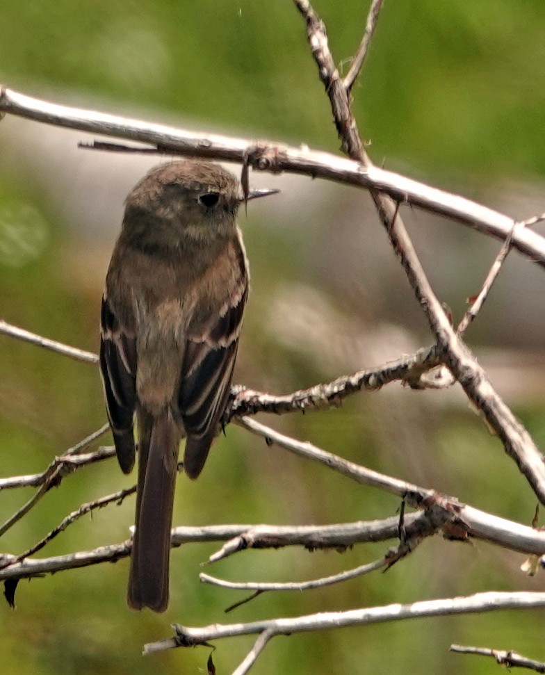 Hammond's/Dusky Flycatcher - ML641640379