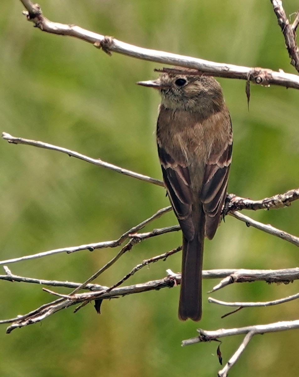 Hammond's/Dusky Flycatcher - ML641640380