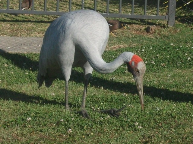 Brolga - ML641640407