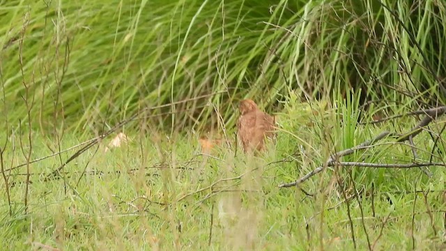 Taşlık Cüce Bıldırcını - ML641640427