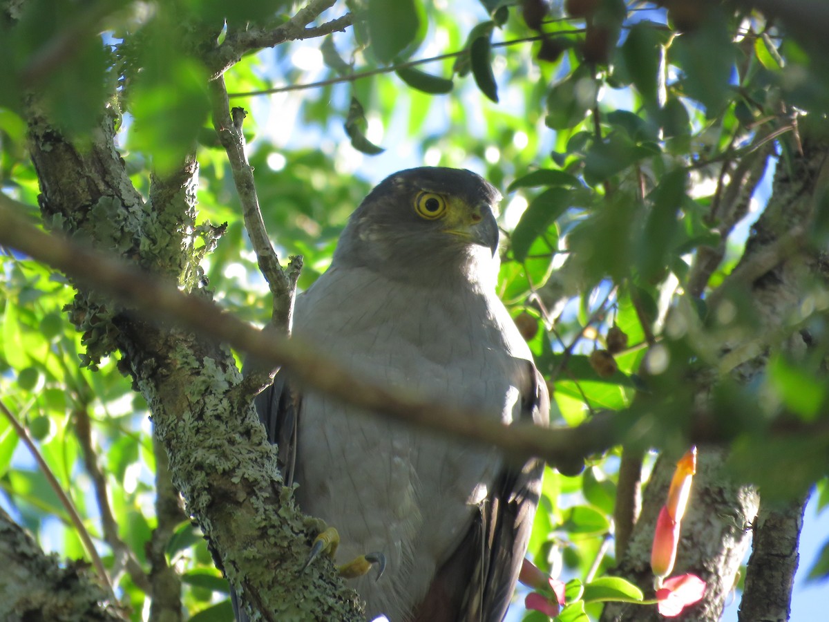 Bicolored Hawk - ML641640429