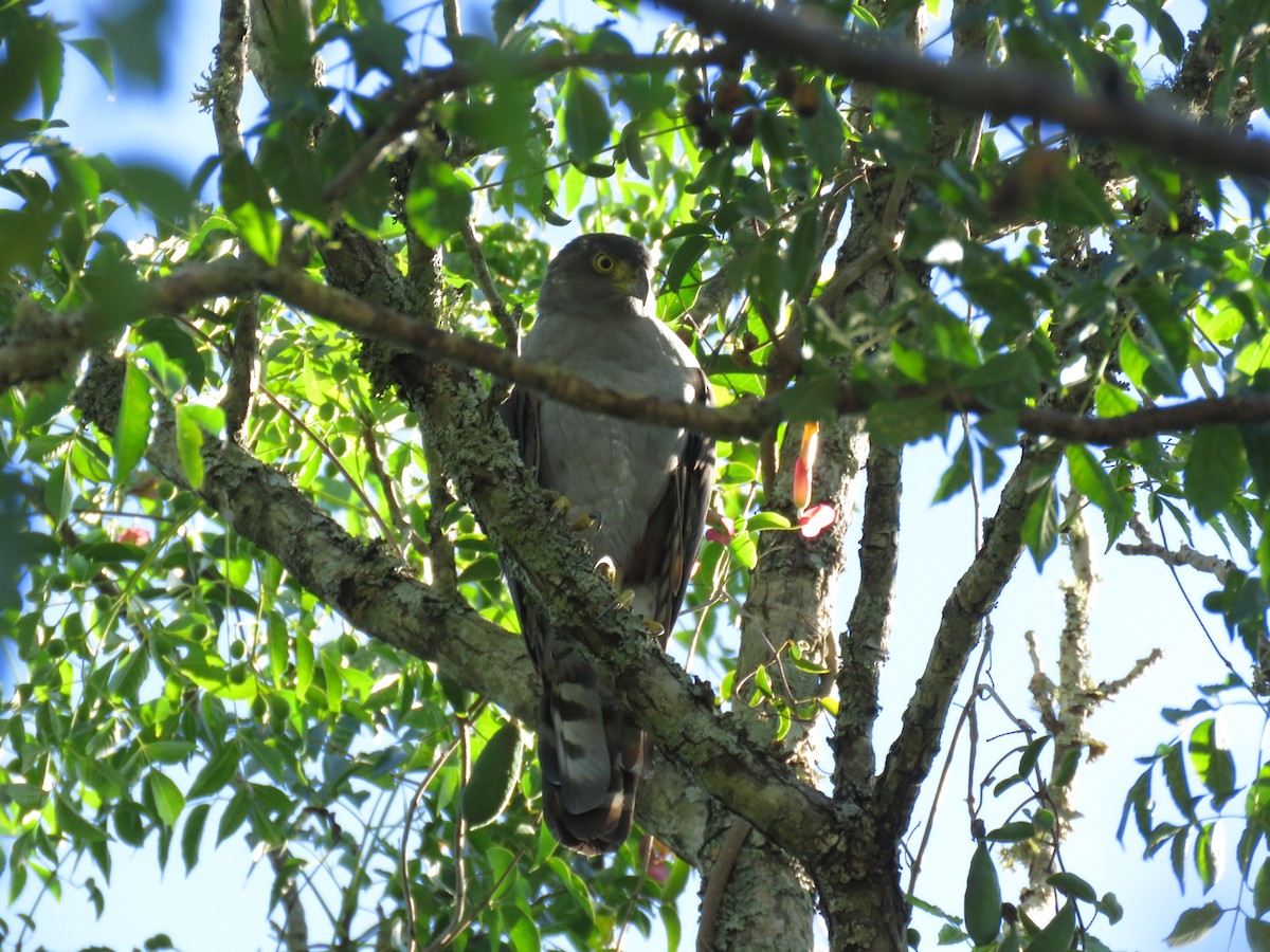 Bicolored Hawk - ML641640431