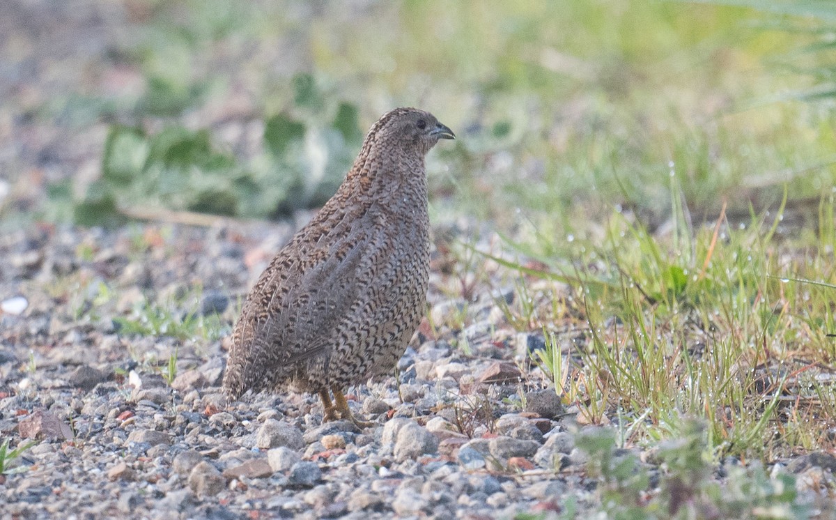 Brown Quail - ML641640444