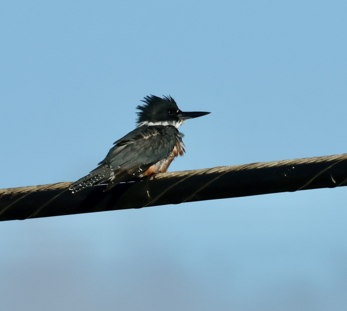 Belted Kingfisher - ML641640464