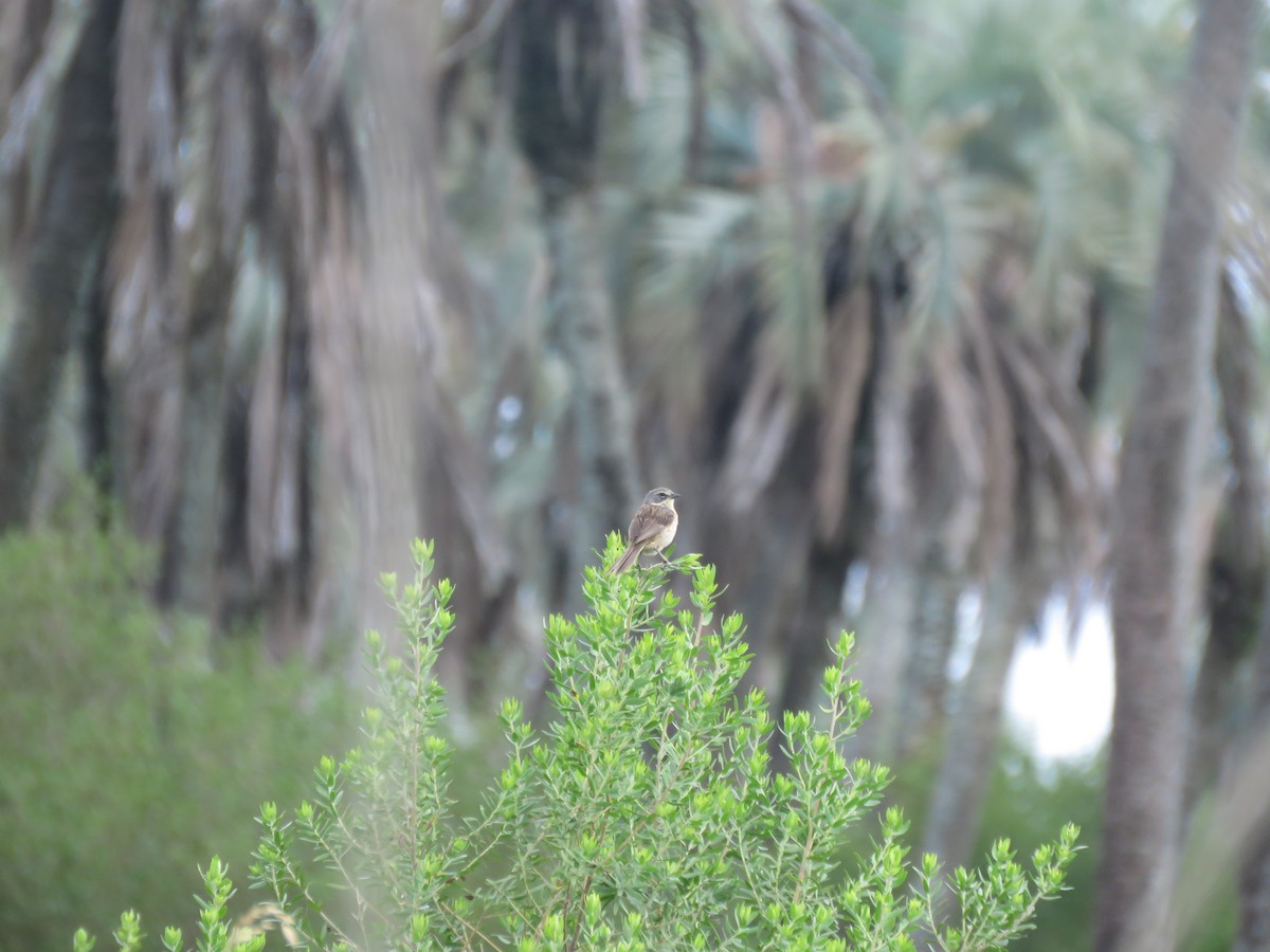Long-tailed Reed Finch - ML641640485