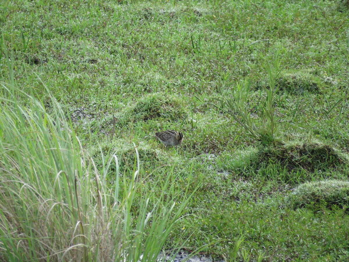 Pantanal Snipe - ML641640492