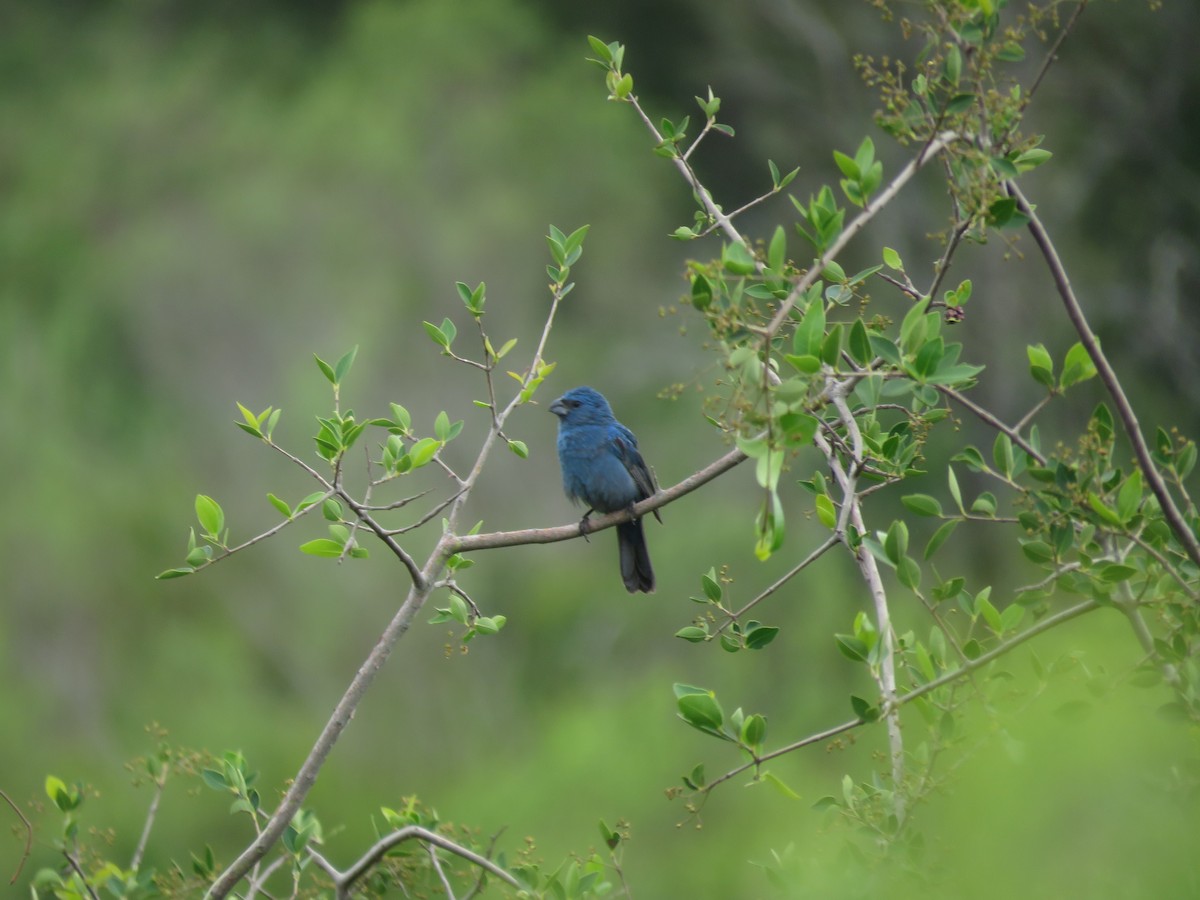 Glaucous-blue Grosbeak - ML641640495