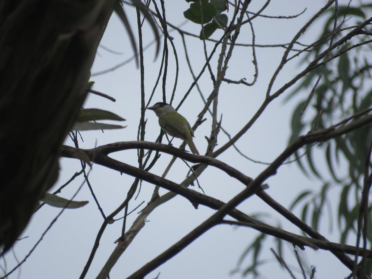 Green-backed Becard - ML641640529