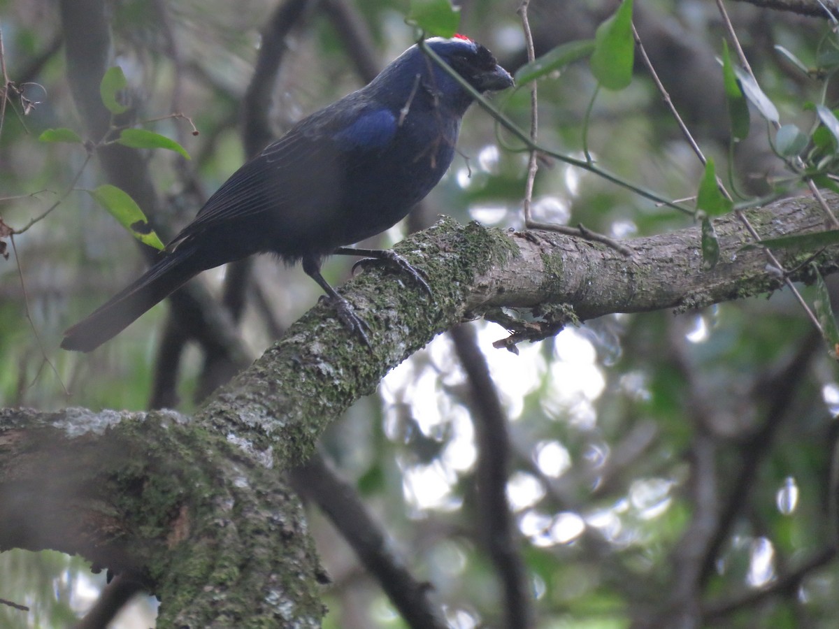 オウカンフウキンチョウ - ML641640555