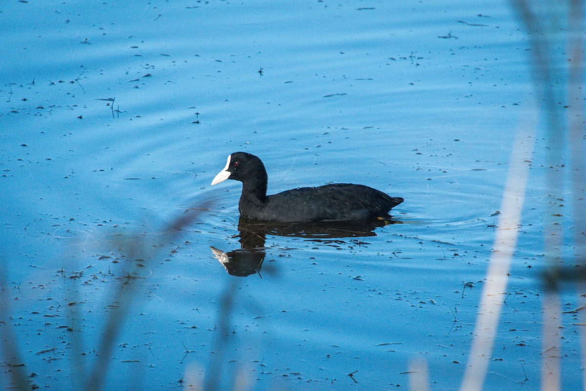 Eurasian Coot - ML641640628