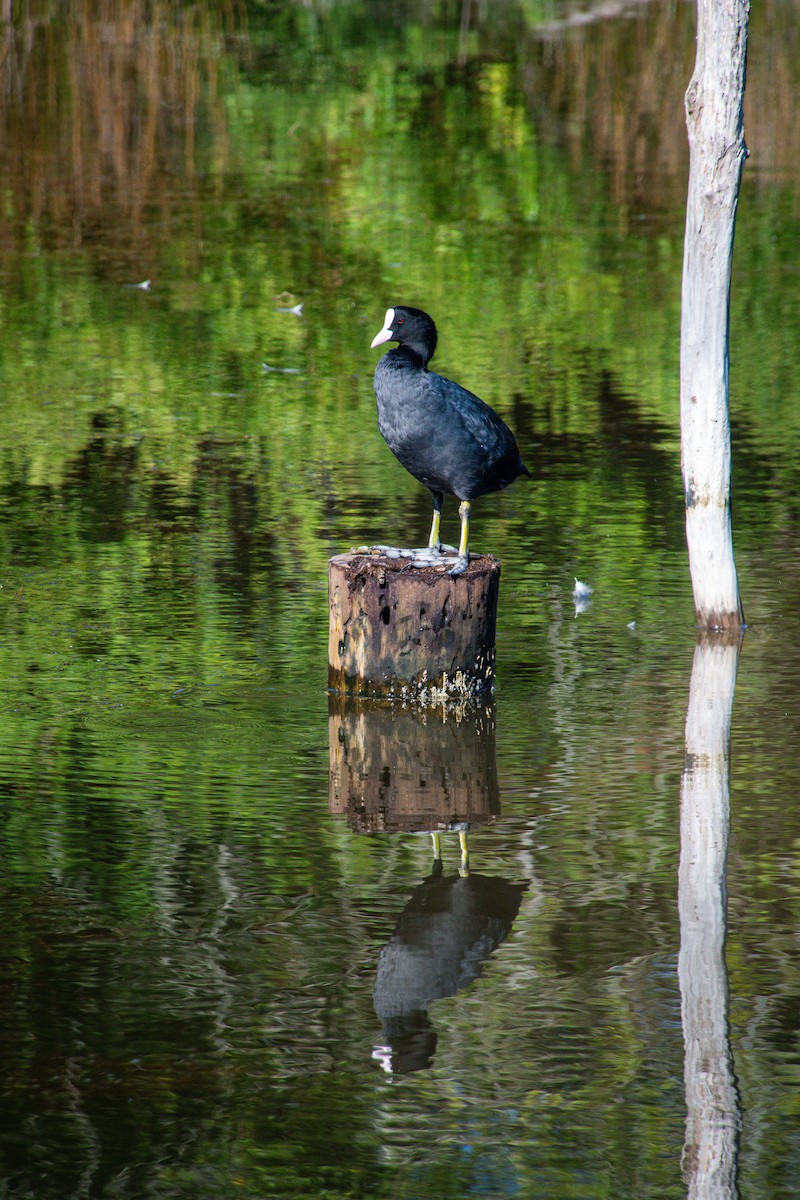 Eurasian Coot - ML641640630