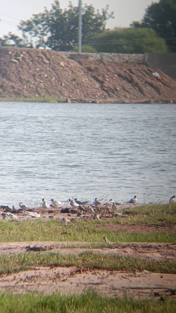 Black-bellied Tern - ML641640636