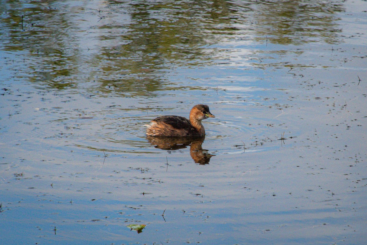 Little Grebe - ML641640647