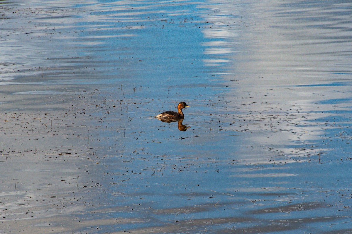 Little Grebe - ML641640648