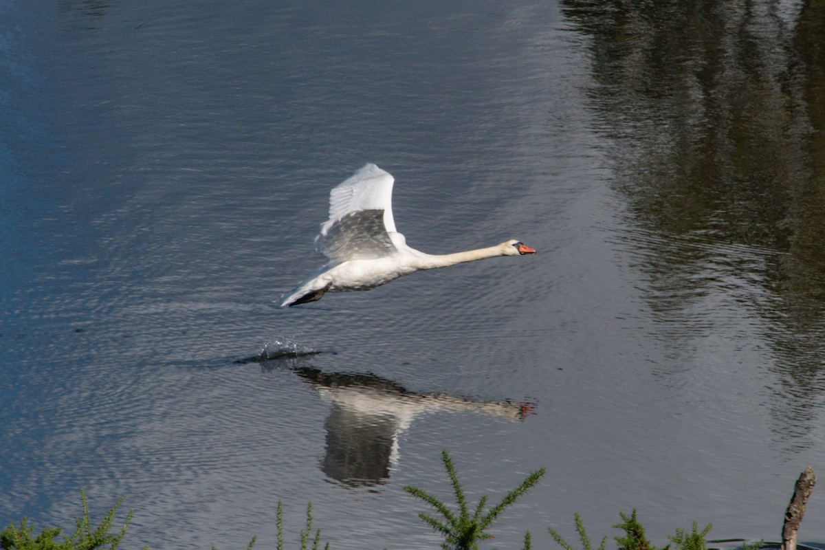 Mute Swan - ML641640654