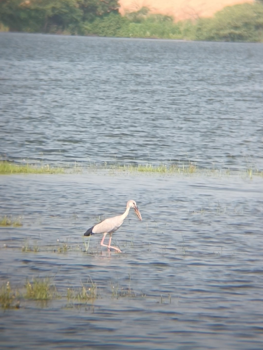 Asian Openbill - ML641640657