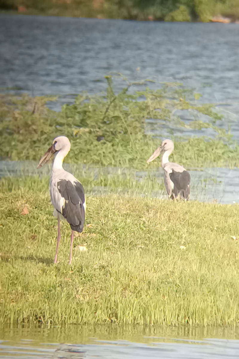 Asian Openbill - ML641640658