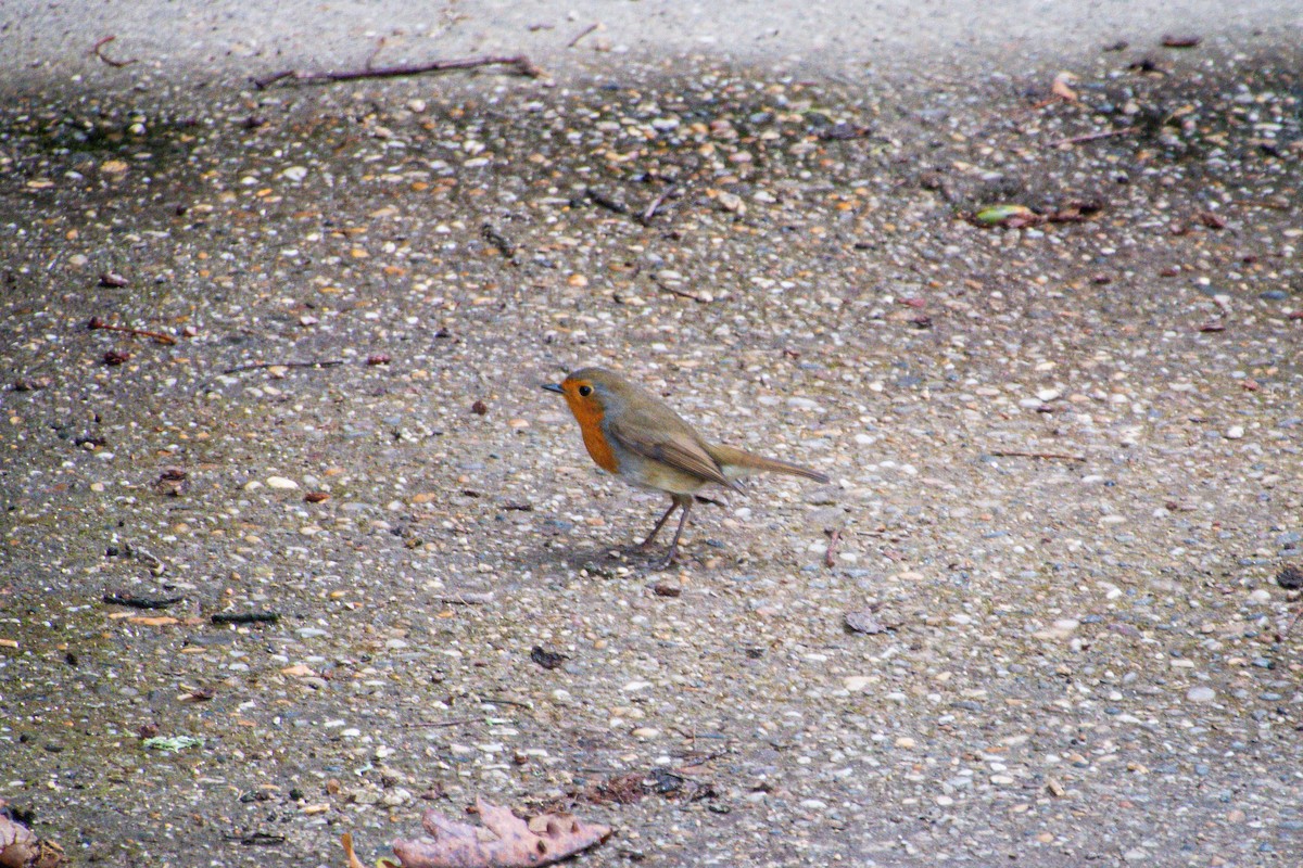 European Robin - ML641640665