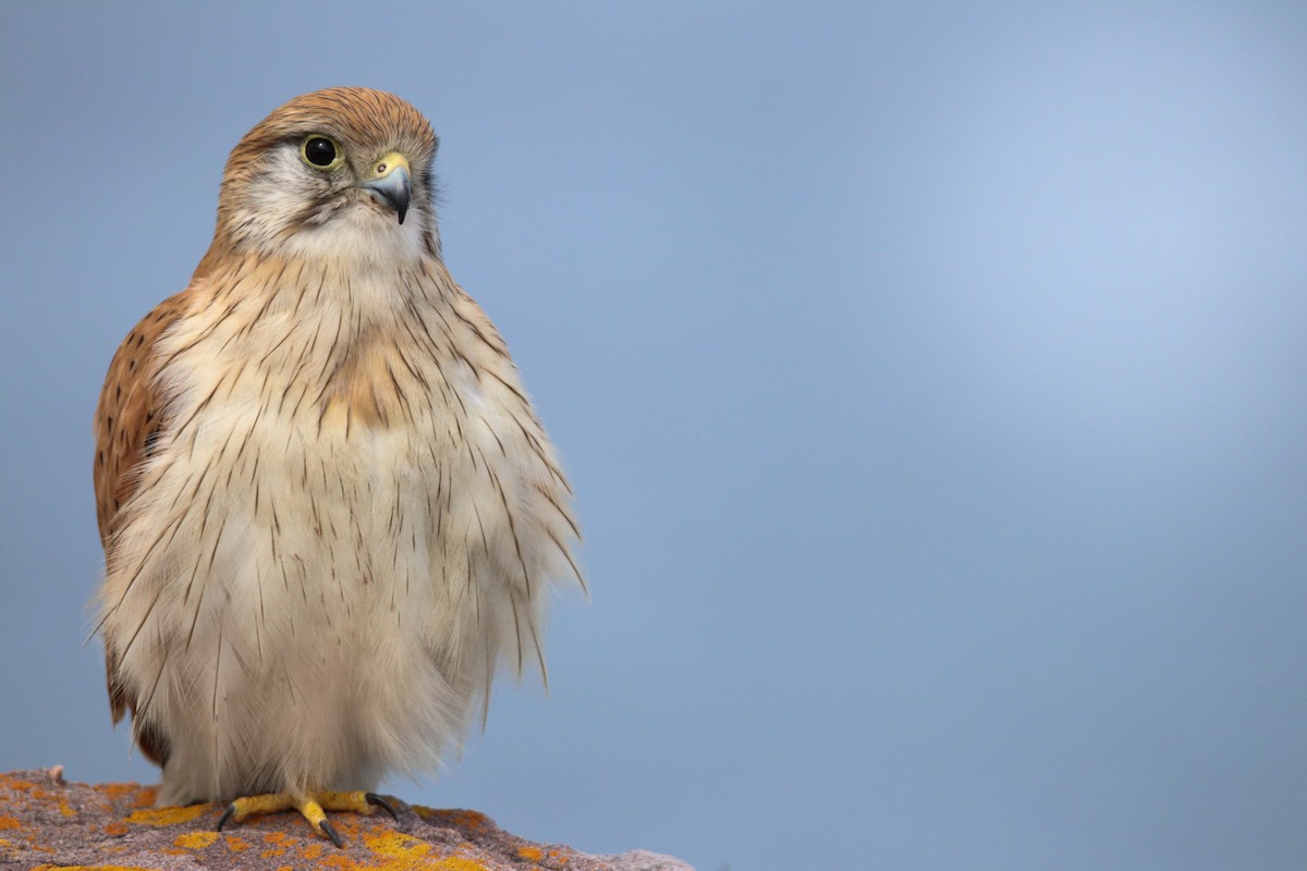 Nankeen Kestrel - ML641640667