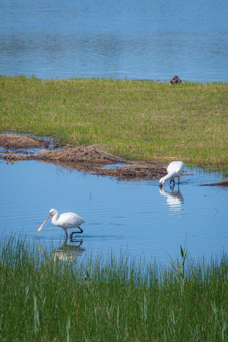 Eurasian Spoonbill - ML641640679