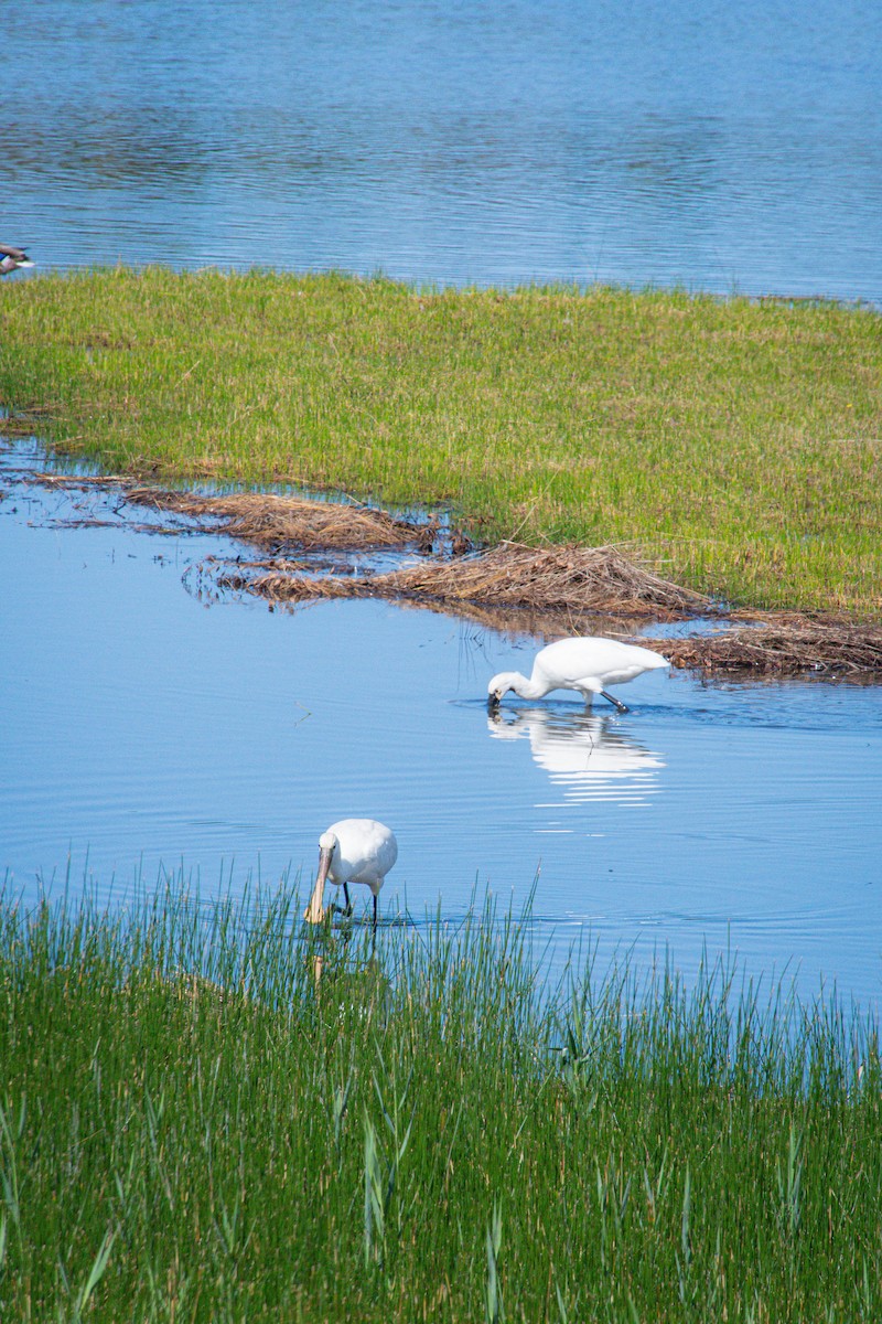Eurasian Spoonbill - ML641640680