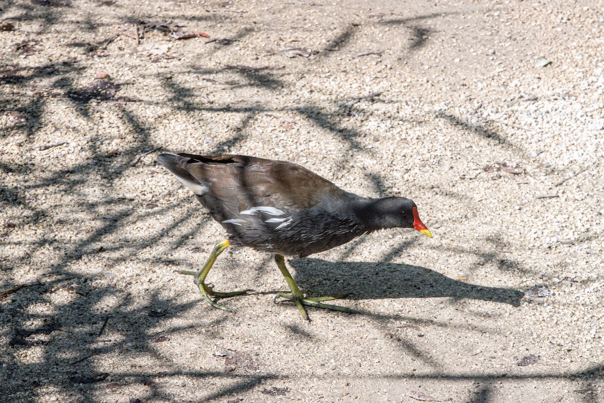 Eurasian Moorhen - ML641640686