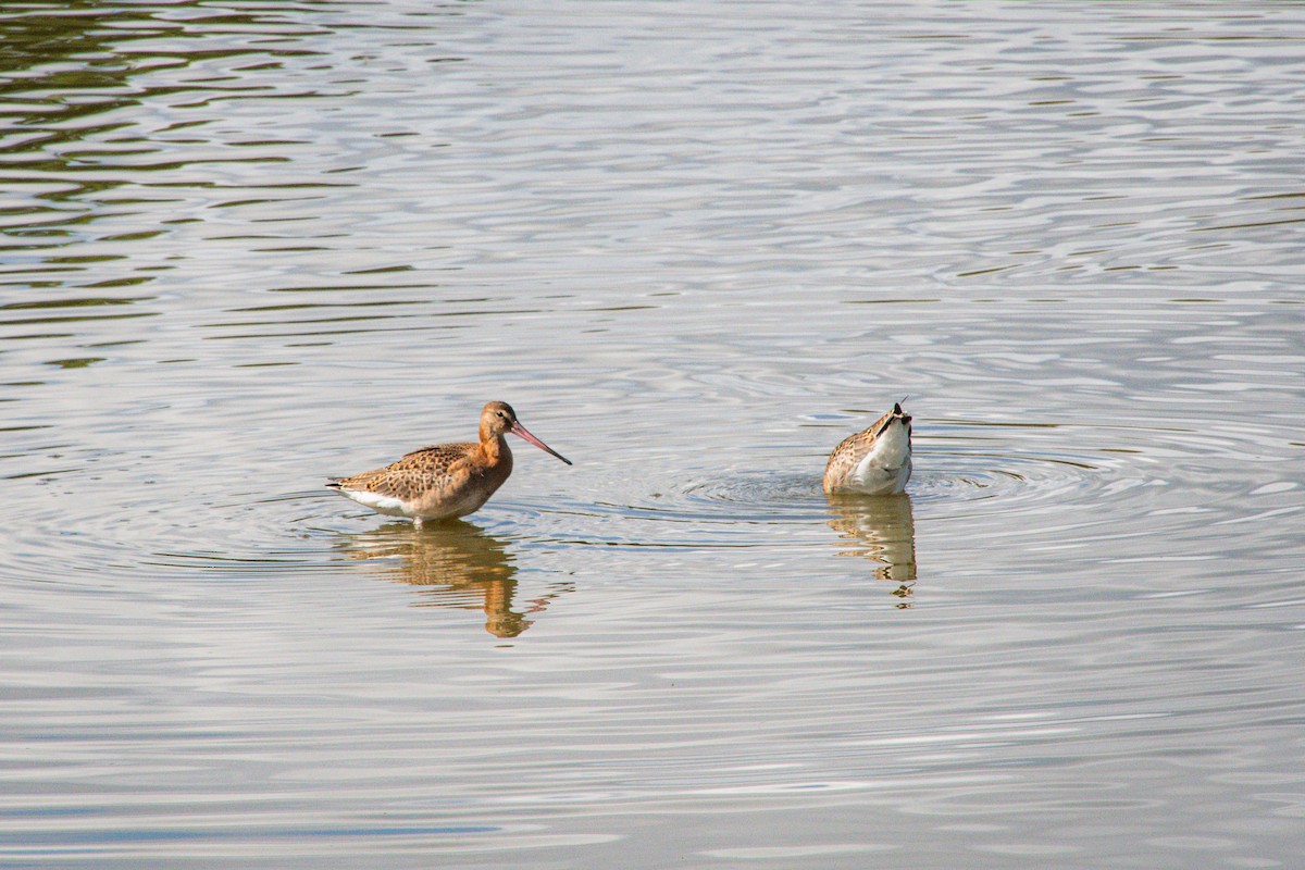 Black-tailed Godwit - ML641640689