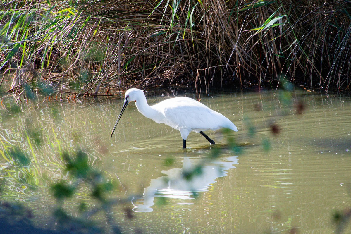 Eurasian Spoonbill - ML641640698