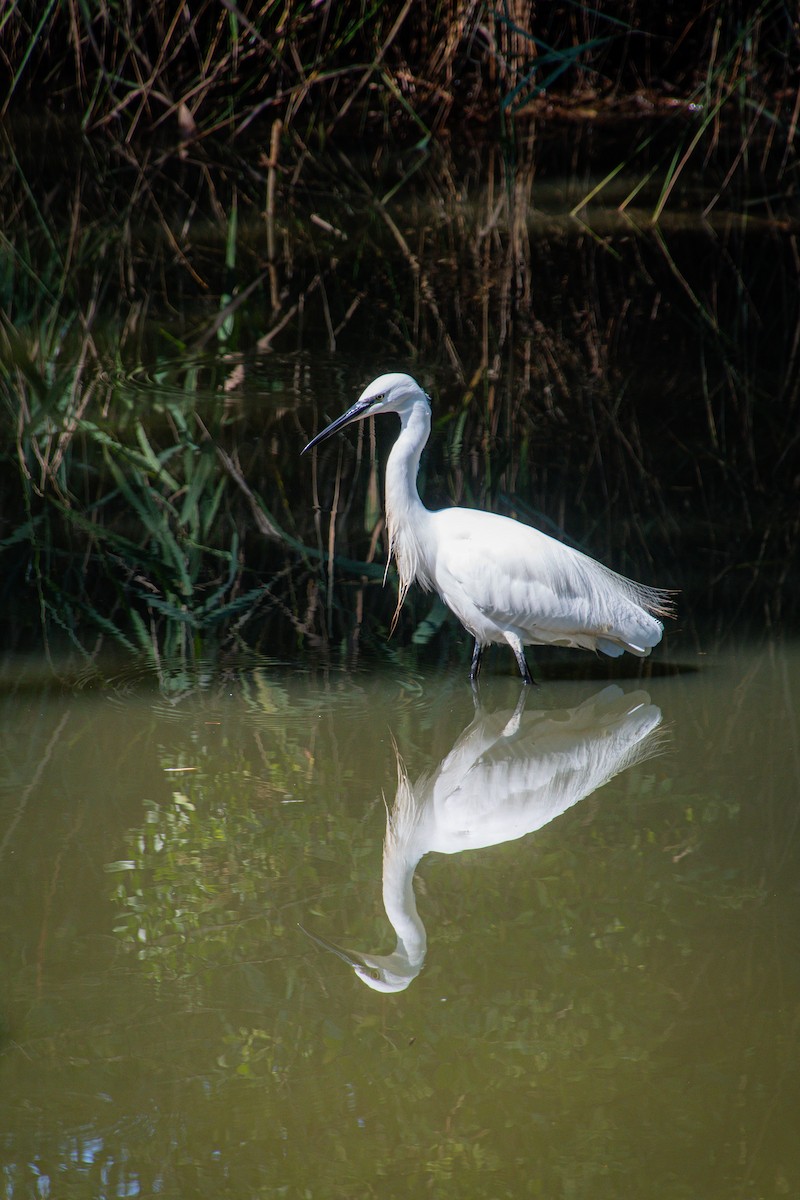 Little Egret - ML641640701