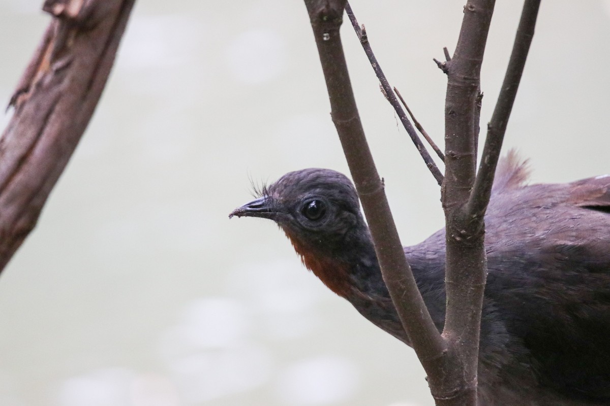 Superb Lyrebird - ML641640709
