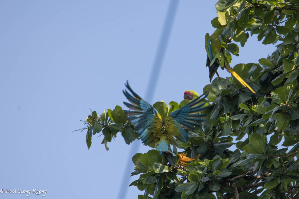 Great Green Macaw - ML641640712
