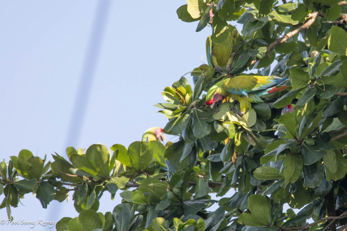 Great Green Macaw - ML641640713