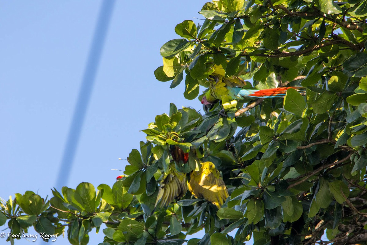Great Green Macaw - ML641640714