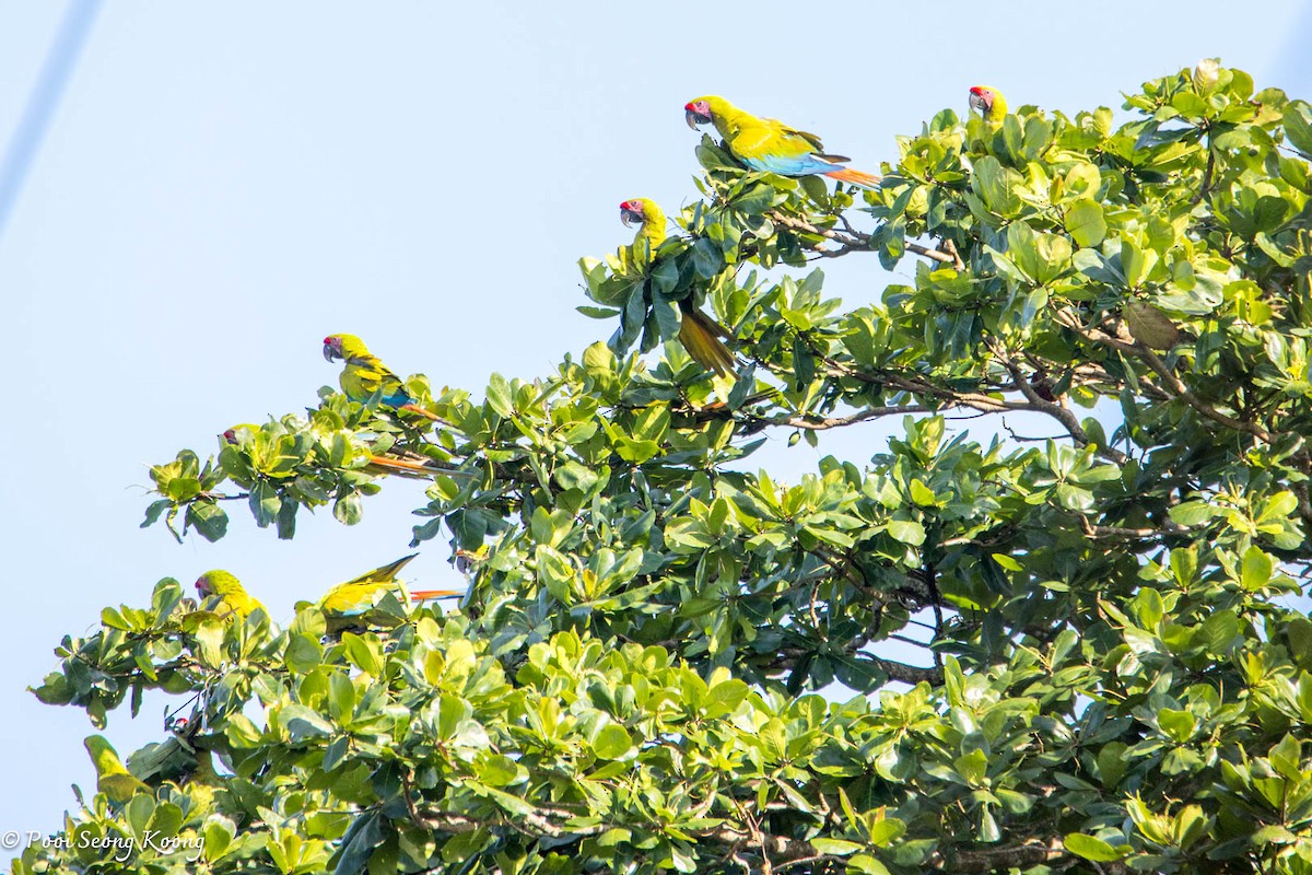 Great Green Macaw - ML641640715