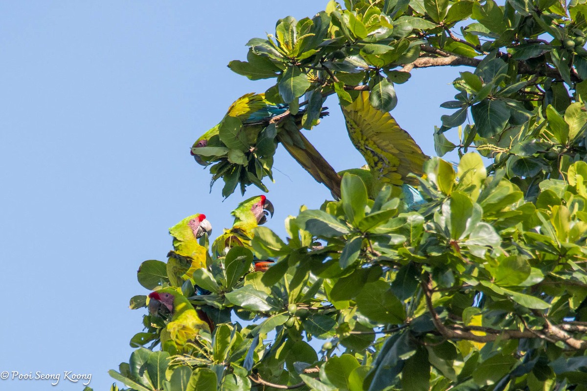 Great Green Macaw - ML641640716