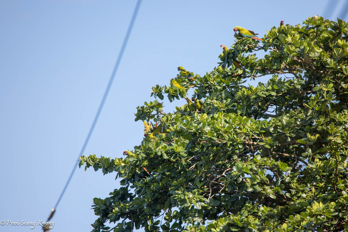 Great Green Macaw - ML641640717