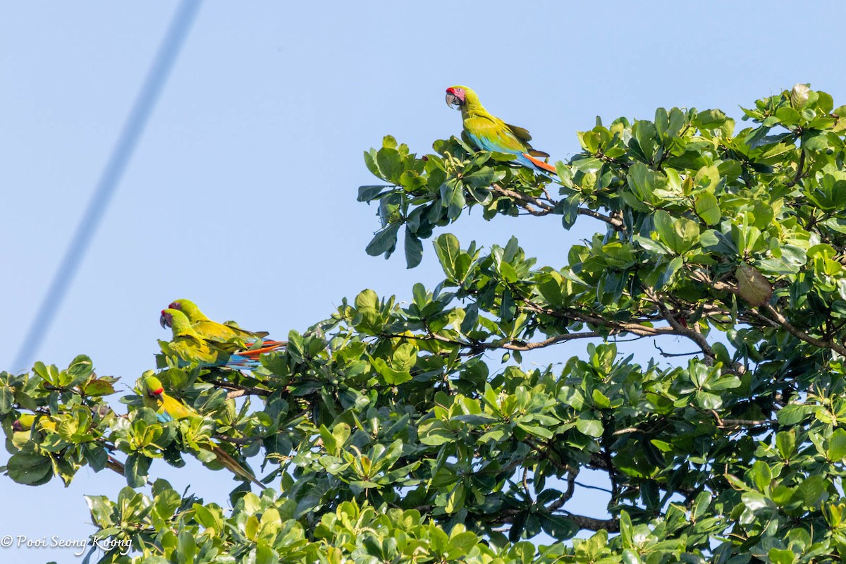 Great Green Macaw - ML641640718