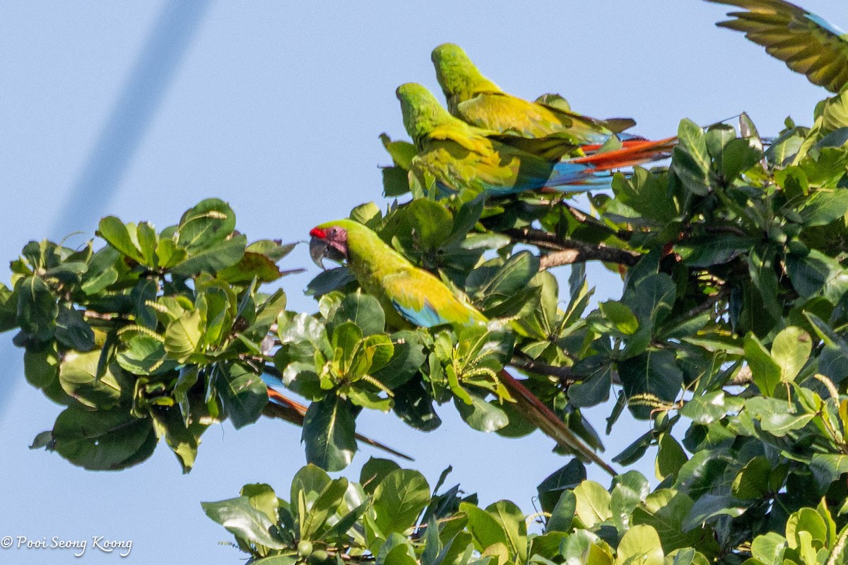 Great Green Macaw - ML641640719