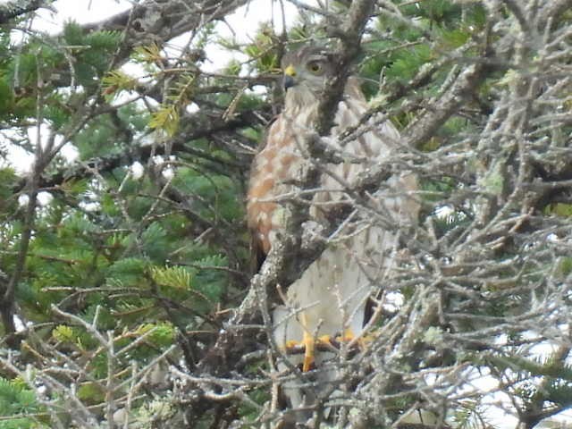Sharp-shinned Hawk - ML641640816
