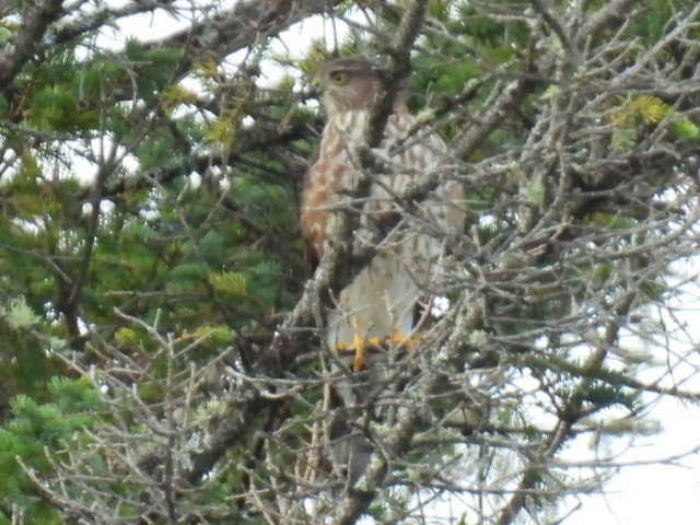 Sharp-shinned Hawk - ML641640817