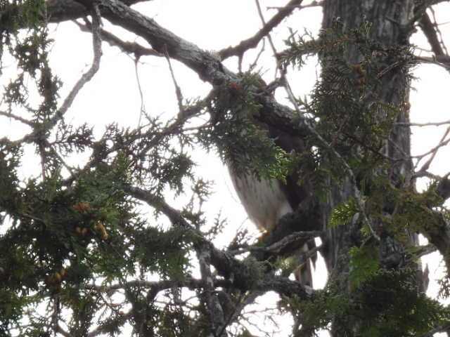 Sharp-shinned Hawk - ML641640818