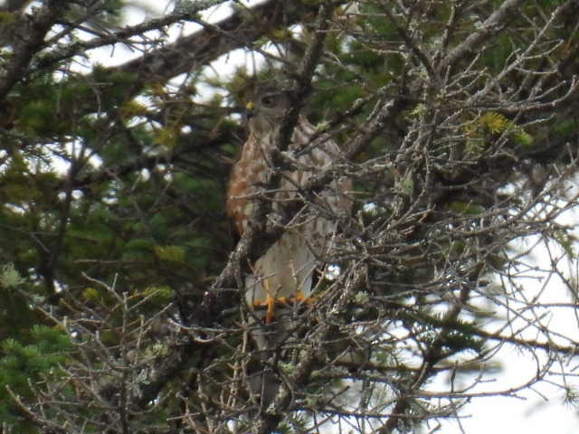 Sharp-shinned Hawk - ML641640819