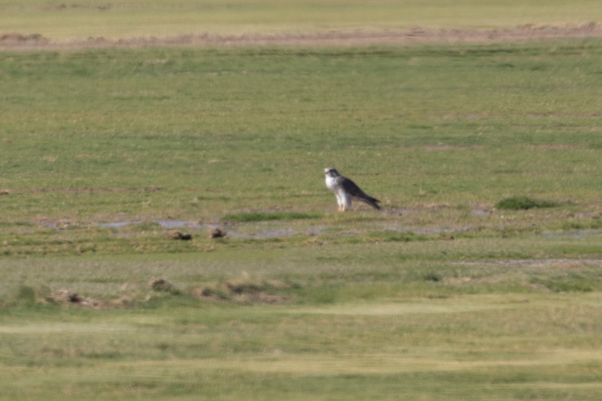 Prairie Falcon - ML641640845