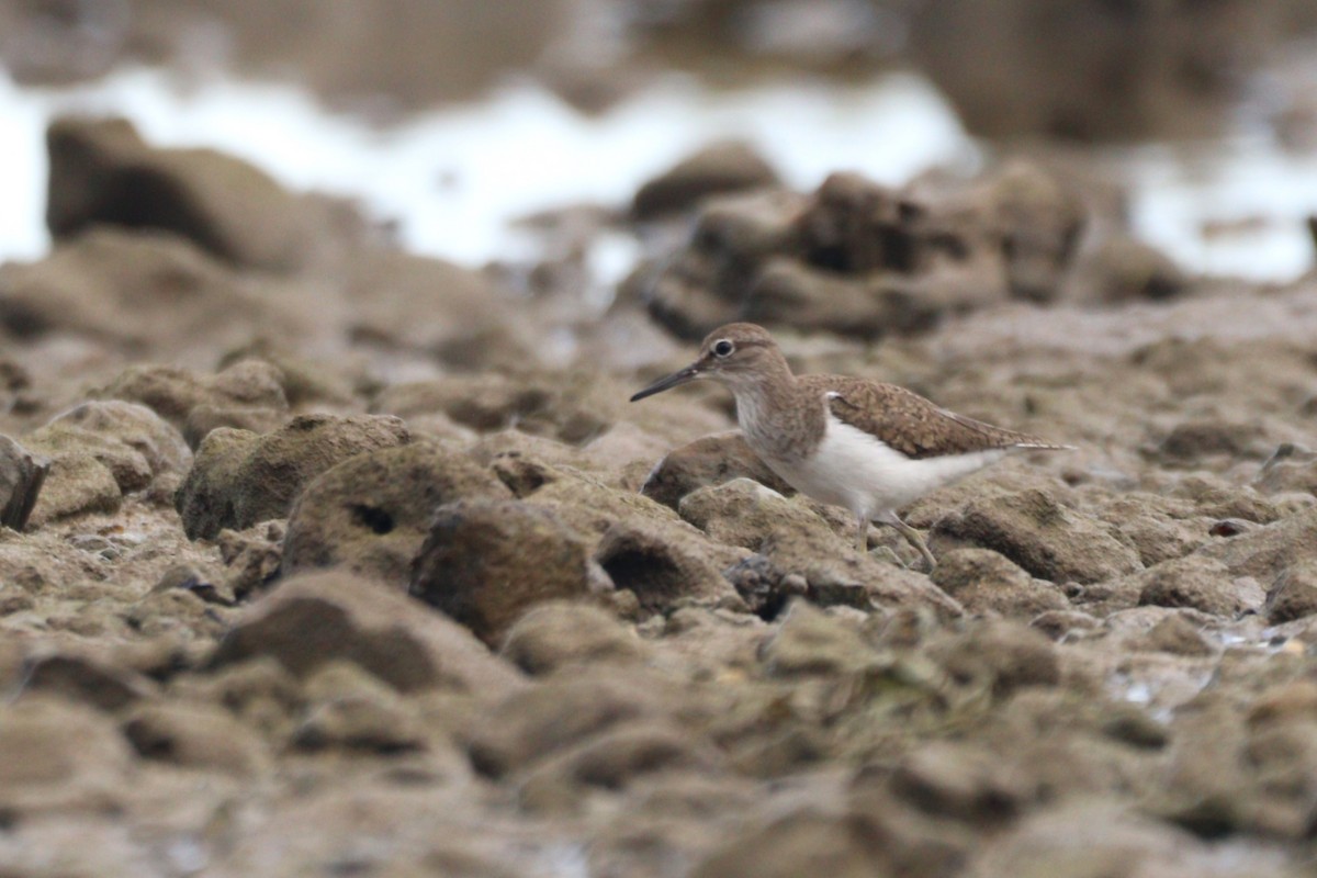 Common Sandpiper - ML641640901