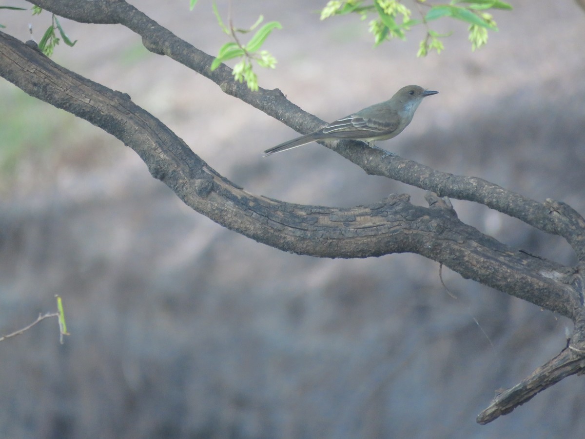 Swainson's Flycatcher - ML641640928
